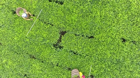Tea Plantation Field camera rises up to reveal pluckers and fiedl Vidéo 159784210