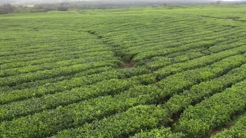 Tea plantation field Stock Footage 241354934