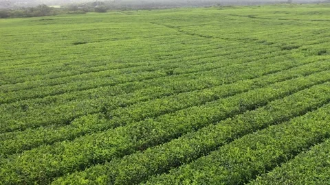 Tea plantation field Stock Footage 241359629