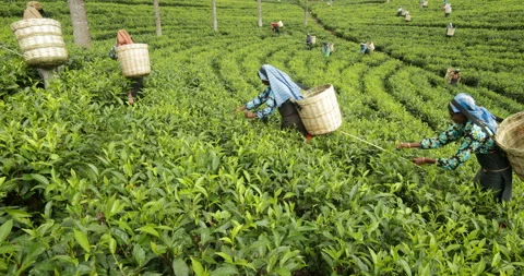 Tea Plantation Field - medium shot 스톡 동영상 145873636