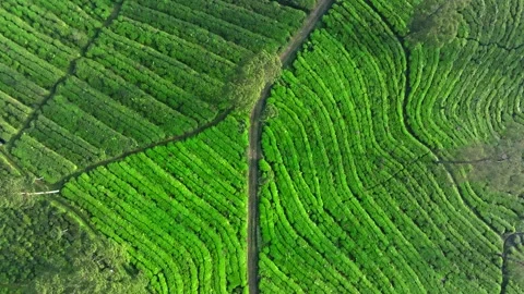 Tea Plantation Field Pattern and Agricultural Texture Aerial View Stock Footage 337834973