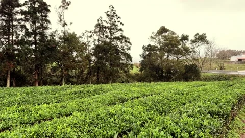 Tea plantation fields in São Miguel Azores Portugal Stock Footage 331649959