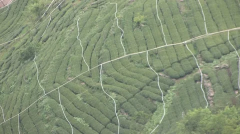 Tea Plantation Stock Footage 42136629
