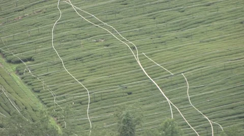 Tea Plantation Video stock 42136632