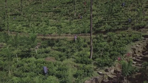 Tea Plantation Video stock 83662404