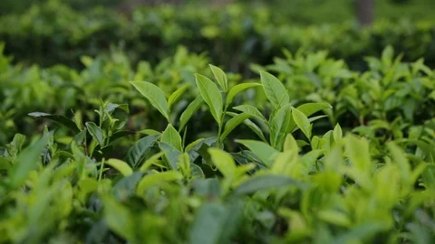 Tea plantation. Video stock 90290635