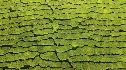 Tea plantation Stock Footage 108248644