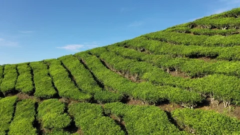 Tea plantation Stock Footage 108248694