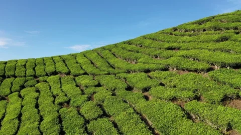 Tea plantation Vídeos de archivo 108248700