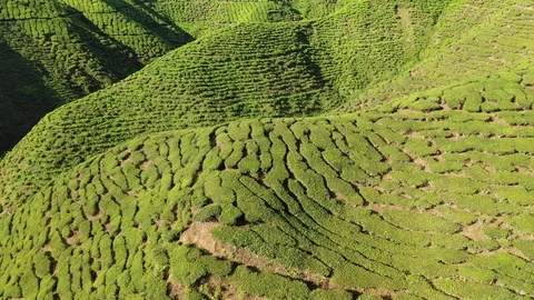 Tea plantation Vídeos de archivo 108248765