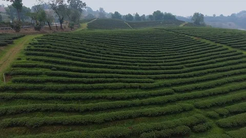A tea plantation Stock Footage 111570906