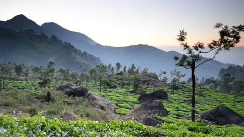 Tea plantation Video stock 137419192