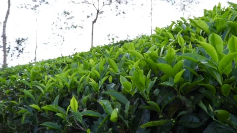 TEA PLANTATION 스톡 동영상 143789130