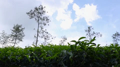 TEA PLANTATION 스톡 동영상 143802372