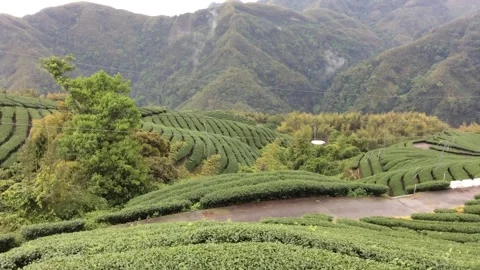 Tea Plantation Stock Footage 149203948