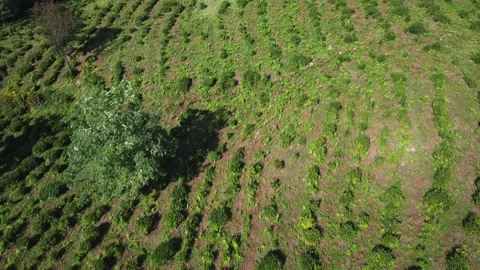 Tea plantation Stock Footage 164062822