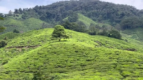 Tea plantation 스톡 동영상 194433527