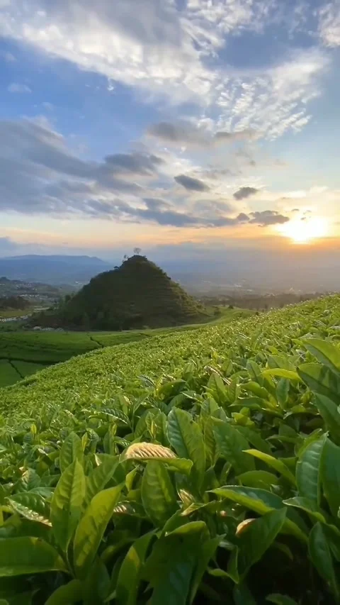Tea plantation Stock Footage 223662800