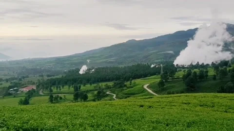 Tea plantation Stock Footage 230920488