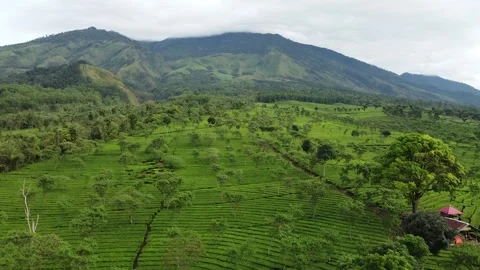 Tea Plantation Video stock 262698718