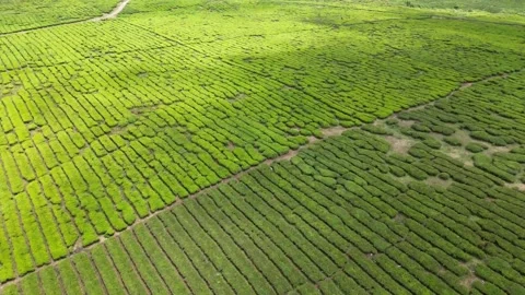 Tea plantation Stock Footage 263282775