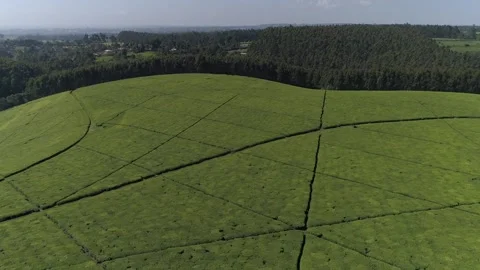 Tea plantation With Forest Stock Footage 161146898