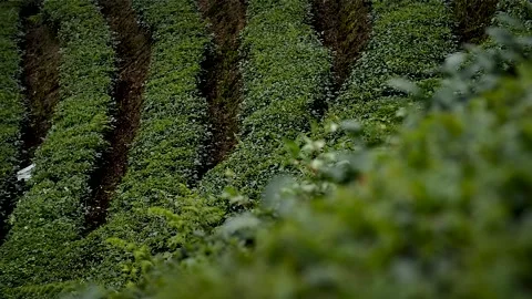 Tea plantation HD 91 Stock Footage 145430463