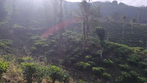 Tea plantation with hill background Stock Footage 146033081