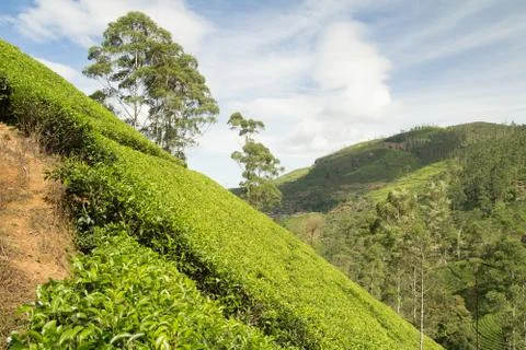 Tea plantation hill Stock Photos