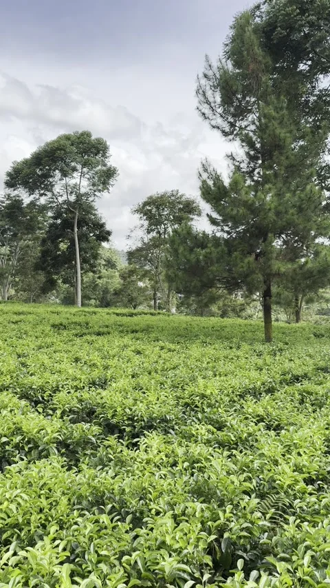 Tea plantation hillside central java nature travel destination vertical Stock-Footage 322935650