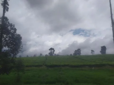 Tea Plantation on Hillside with Dramatic Cloudy Sky Stock Photos