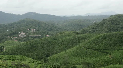 Tea plantation in India Stock Footage 59672549