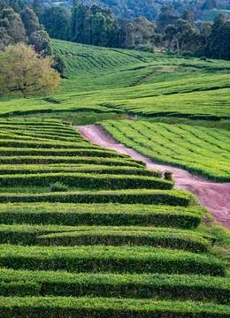 Tea plantation, interesting wavy pattern of lines of the green plants. Cha Foto stock