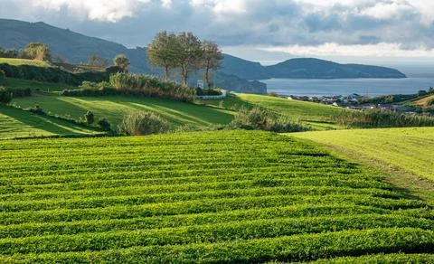 Tea plantation, interesting wavy pattern of lines of the green plants. Cha 库存照片