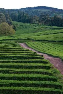 Tea plantation, interesting wavy pattern of lines of the green plants. Cha Photos