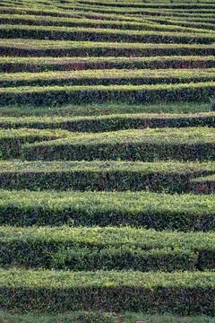 Tea plantation, interesting wavy pattern of lines of the green plants. Cha Photos