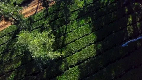 Tea plantation in Kerala Stock Footage 106206449