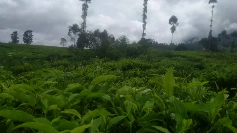Tea Plantation Landscape with Cloudy Mountain Sky Stock Footage 325515386