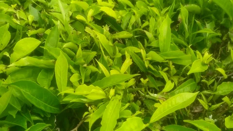 Tea Plantation Landscape with Cloudy Mountain Background Stock Footage 325829412