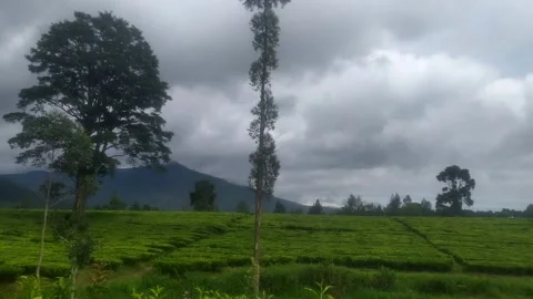 Tea Plantation Landscape with Cloudy Mountain Background Stock Footage 326375852