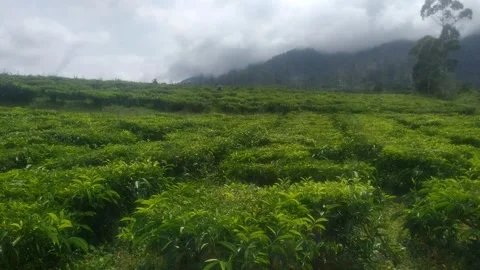 Tea Plantation Landscape with Cloudy Mountain Background Stock Footage 326584703