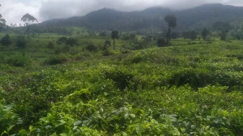 Tea Plantation Landscape with Cloudy Mountain Background Stock Footage 326588572