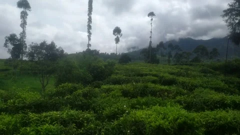 Tea Plantation Landscape with Cloudy Mountain Background Stock Footage 327107833