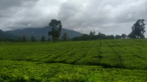 Tea Plantation Landscape with Cloudy Sky and Mountain View Stock Footage 326375850
