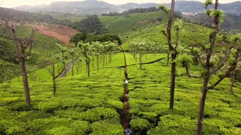 Tea plantation landscape 스톡 동영상 258812653