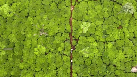 Tea plantation landscape 스톡 동영상 258812885