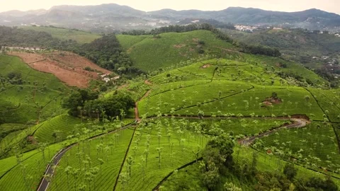 Tea plantation landscape 스톡 동영상 258812890