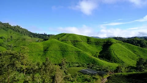 Tea plantation landscape Stock Footage 258849184