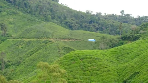 Tea plantation landscape Stock Footage 258849185