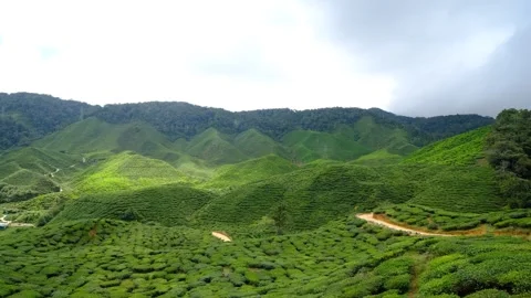 Tea plantation landscape 스톡 동영상 258849188